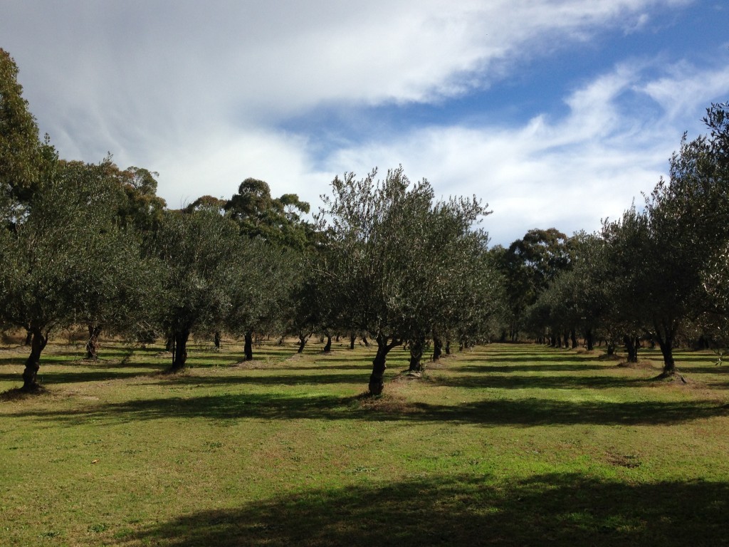 Mt Stirling Olives growing on the farm